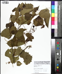 Ampelopsis cordata image