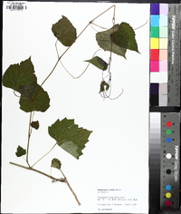 Ampelopsis cordata image