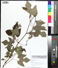 Vitis cinerea image