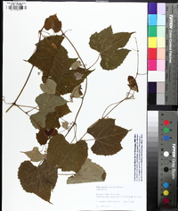 Vitis cinerea image