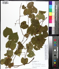 Muscadinia rotundifolia image