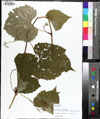 Vitis vulpina image