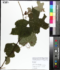 Vitis vulpina image