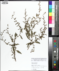 Rumex verticillatus image