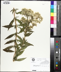 Eupatorium altissimum image