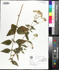 Ageratina aromatica image