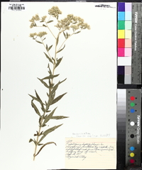 Eupatorium altissimum image