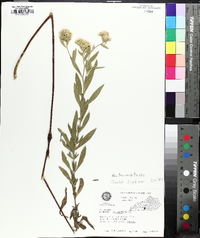 Eupatorium altissimum image