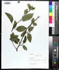 Crataegus viridis image