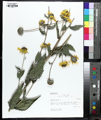 Helianthus mollis image