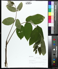 Juglans ailantifolia image