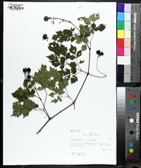 Nekemias arborea image