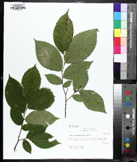 Ulmus serotina image