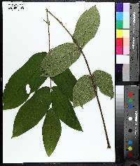 Juglans ailantifolia image