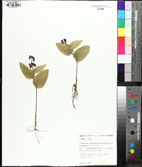 Maianthemum canadense image