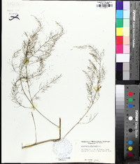 Asparagus officinalis image