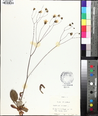 Hieracium venosum image