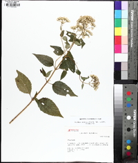 Ageratina aromatica image