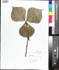 Trillium cernuum image