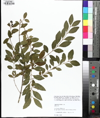 Ligustrum sinense image