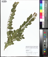 Ligustrum sinense image