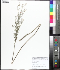 Oenothera filiformis image