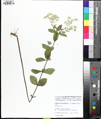 Eupatorium semiserratum image