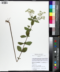 Eupatorium semiserratum image