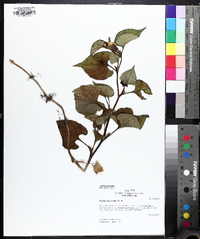 Houttuynia cordata image