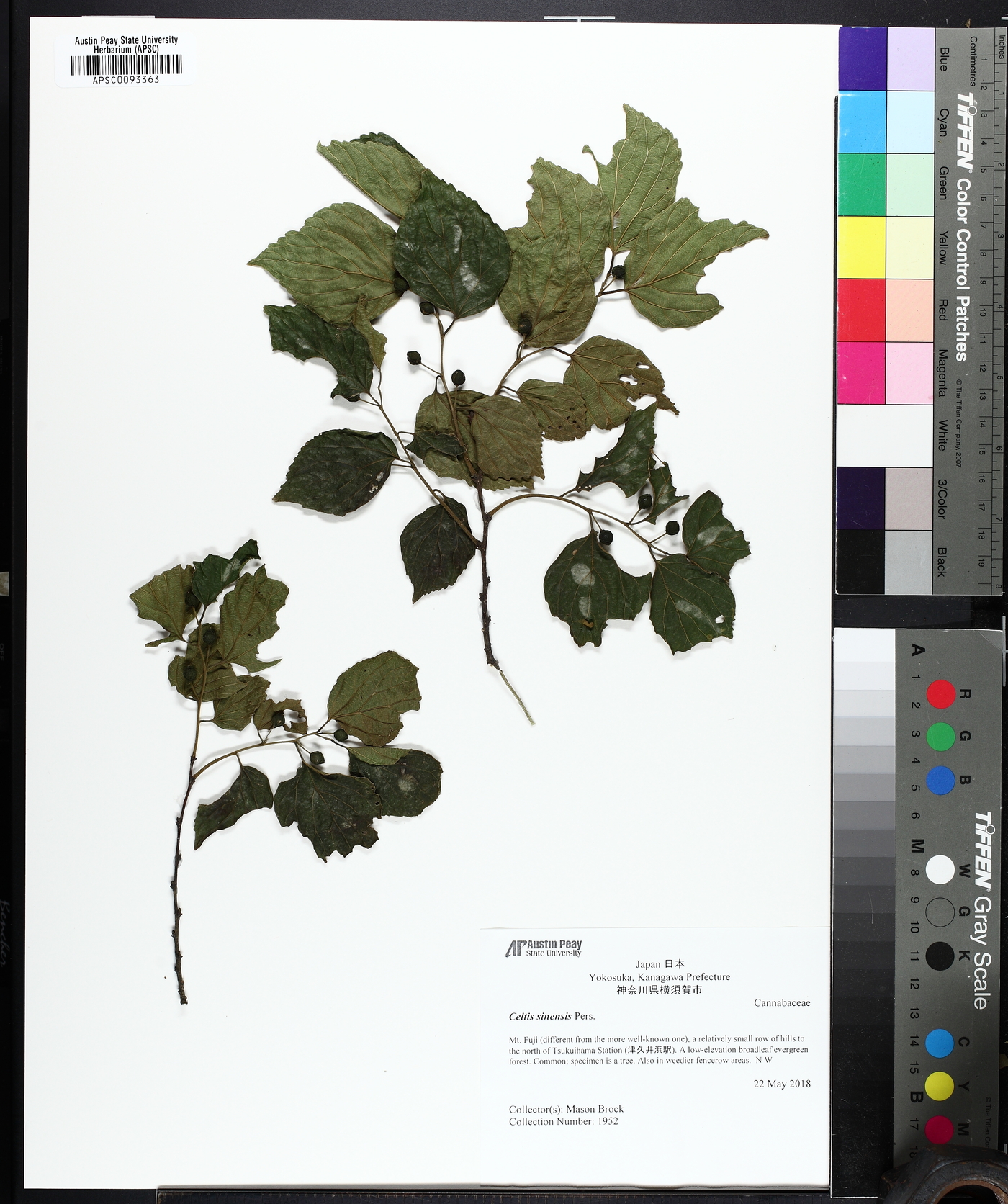 Celtis sinensis image