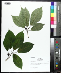 Ficus erecta image