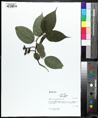 Stachyurus praecox image