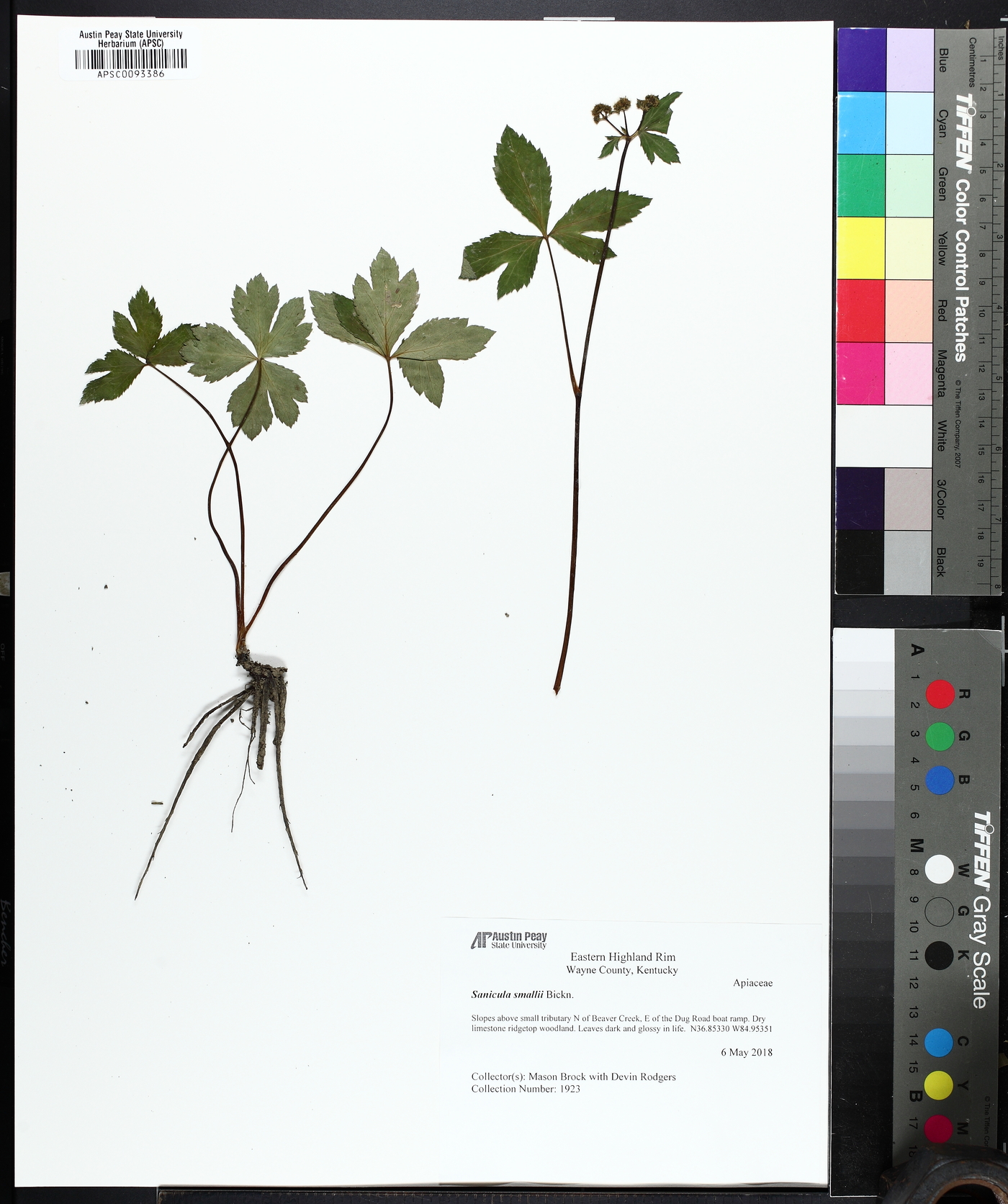 Sanicula smallii image