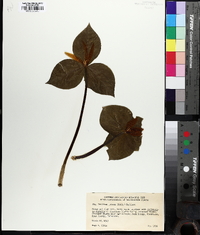 Trillium luteum image