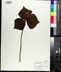 Trillium erectum image