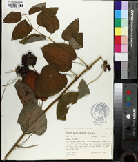 Smilax herbacea image