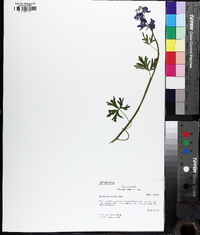 Delphinium tricorne image