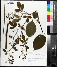 Rubus canadensis image