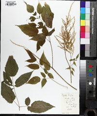 Aruncus dioicus image