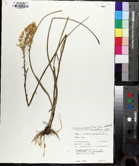 Stenanthium densum image