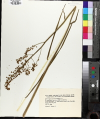 Stenanthium densum image