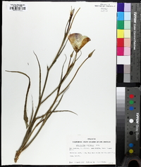 Calochortus catalinae image