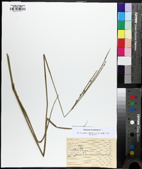 Paspalum floridanum image