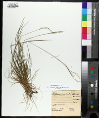 Poa autumnalis image