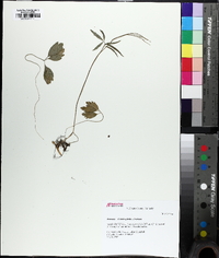 Cardamine diphylla image