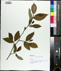 Stewartia ovata image