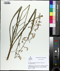 Stenanthium gramineum image