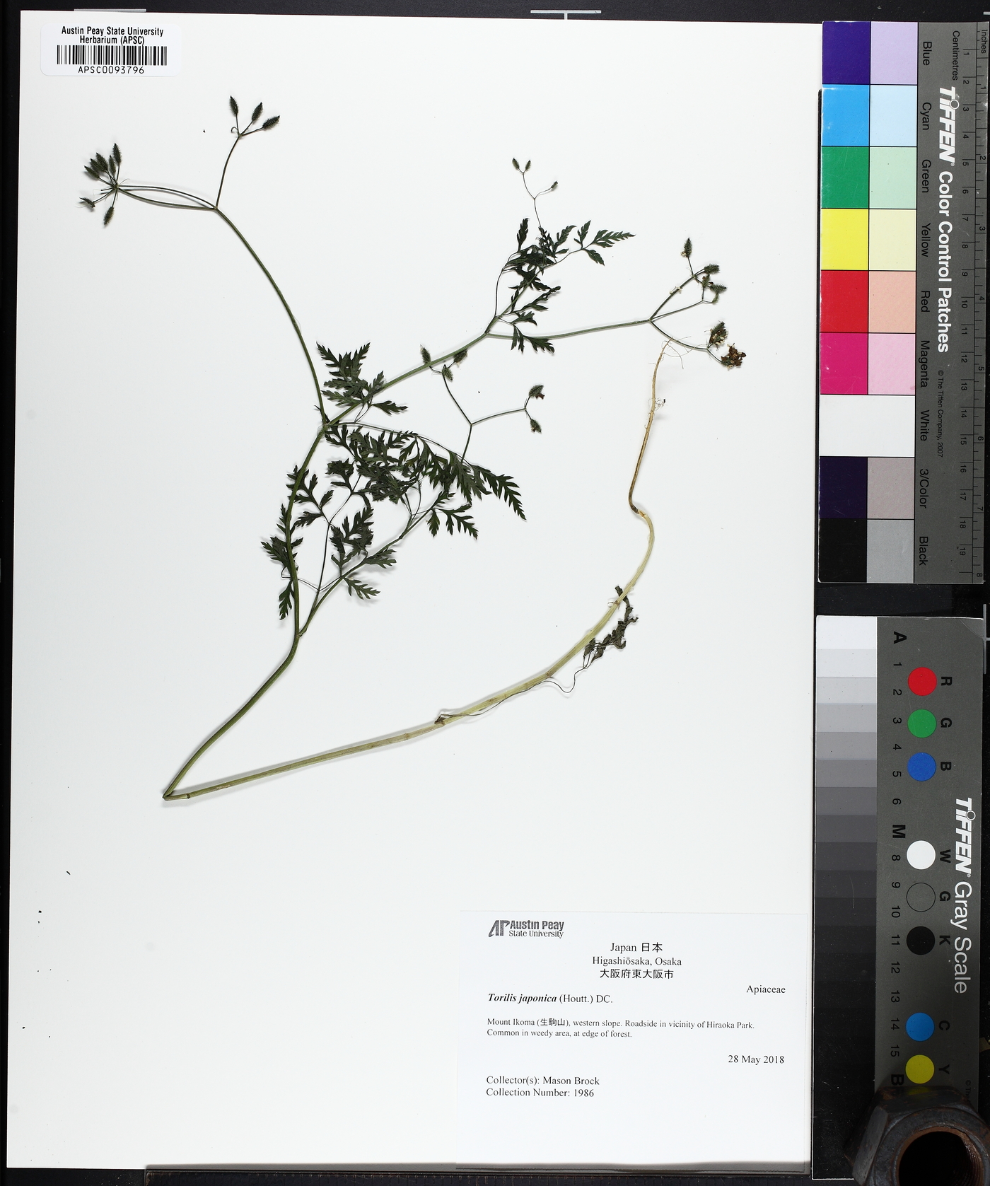 Torilis scabra image