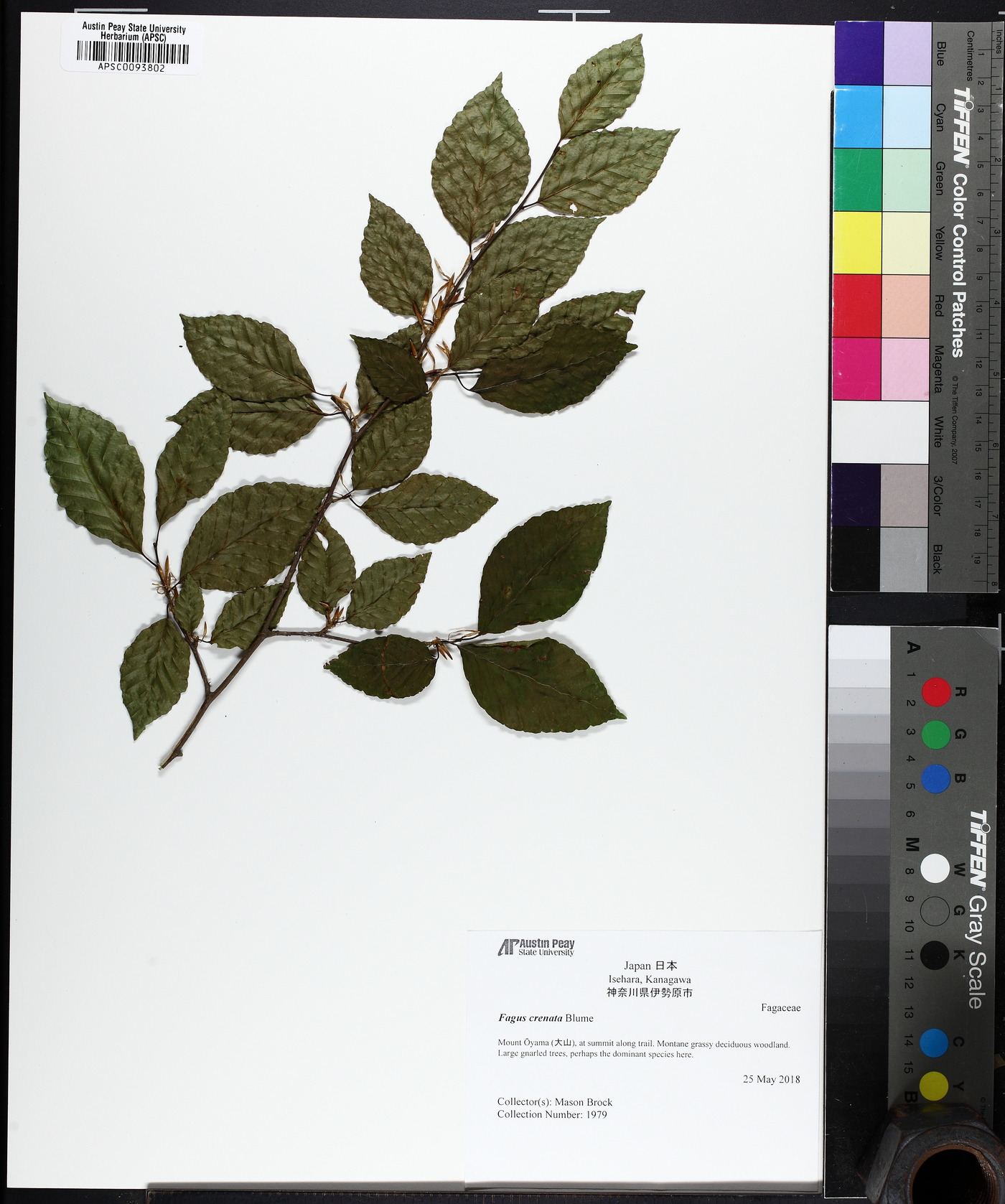 Fagus crenata image
