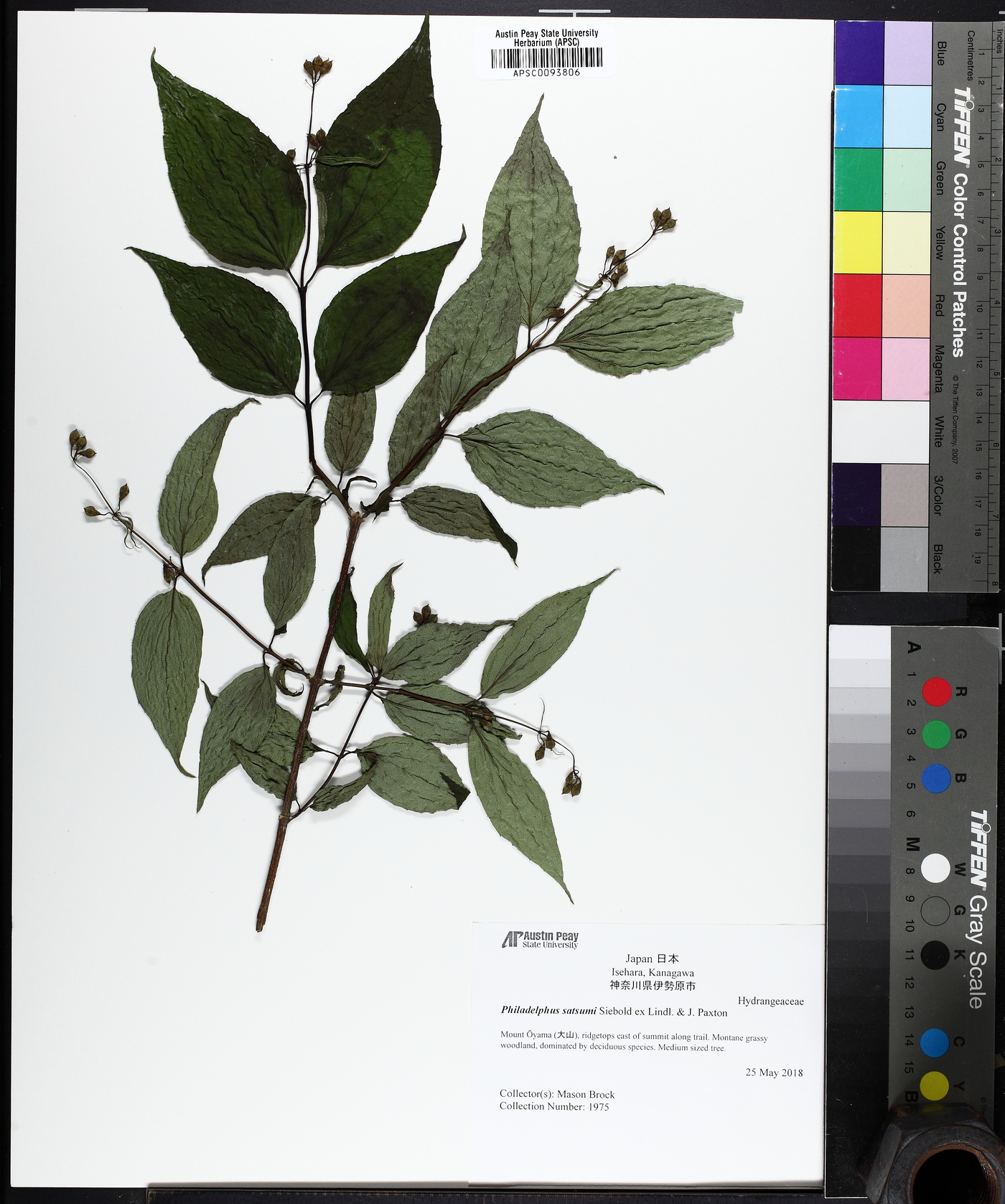 Philadelphus satsumi image